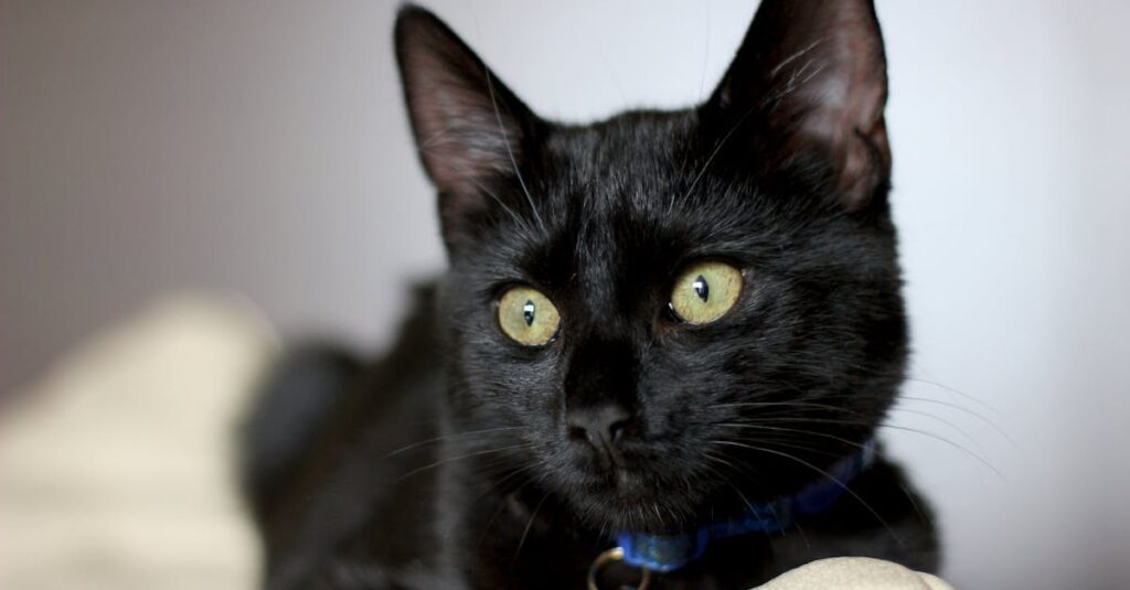 『ずたぼろ令嬢』マリーとアナスタジアの対比。支え方の違いとキャラの立ち位置が感情に与える影響。