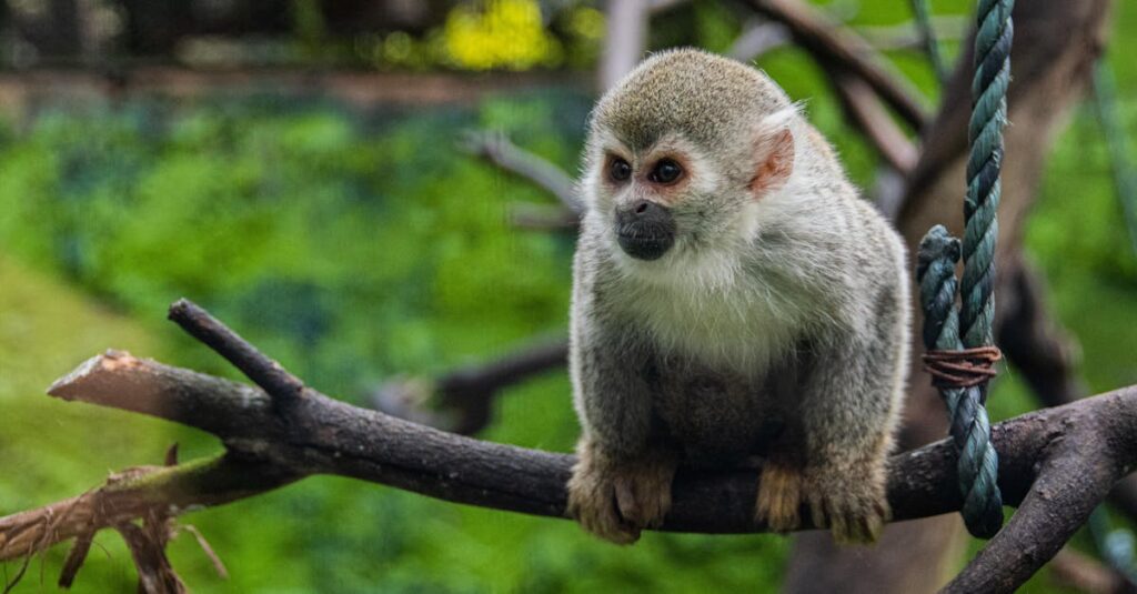 『夢中さ、きみに』の打ち切り説がSNSで話題になった背景を示すビジュアル。視聴者の反応と誤解を表現。