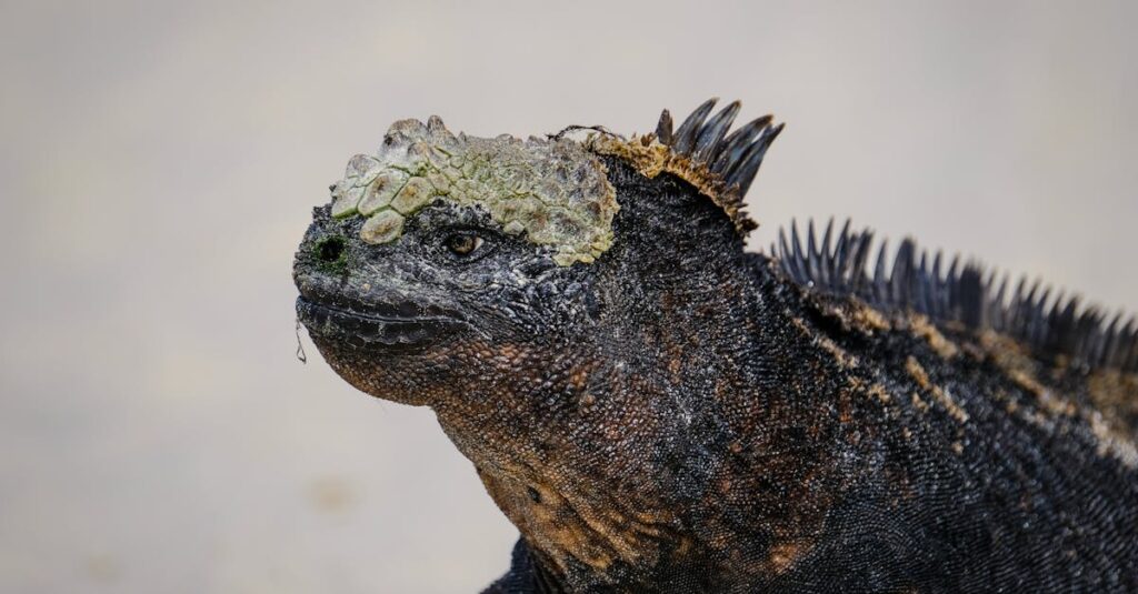 『ずたぼろ令嬢』実写ドラマ化・舞台化の可能性。ファンの期待と感情の表現力。