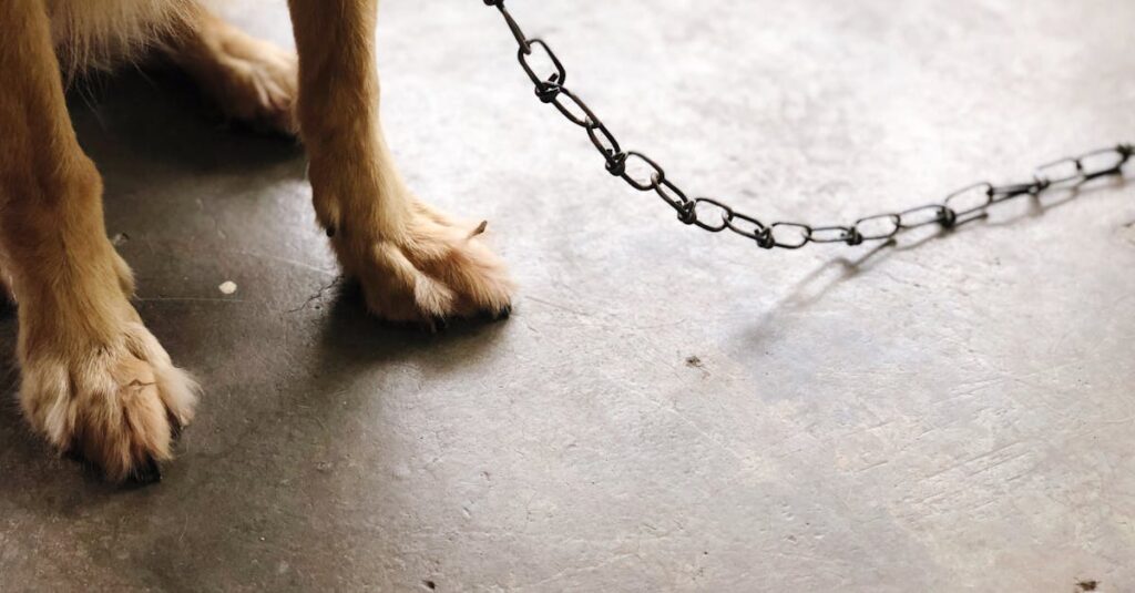 短編アニメ『夢中さ、きみに』の余韻や記憶への残り方を象徴するビジュアル。静けさが心を満たすイメージ。