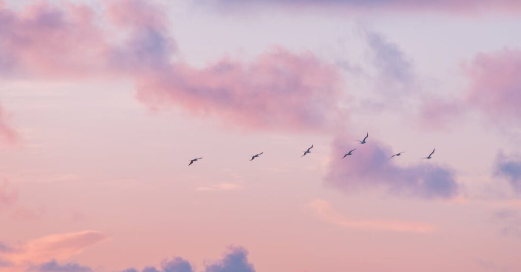 やわらかな色彩のオープニング映像