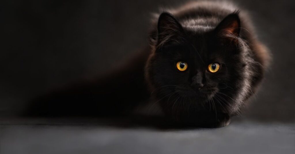 少し距離を取りながらも、ちゃんと気配を向けてくれている黒猫のやさしさ