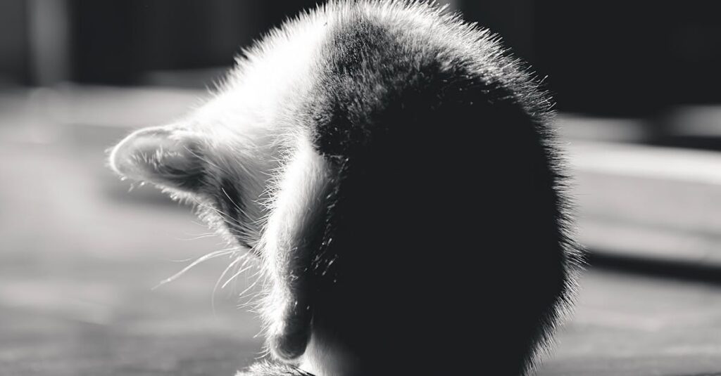 黒猫が静かに寄り添っているだけで、少し心がゆるむような場面