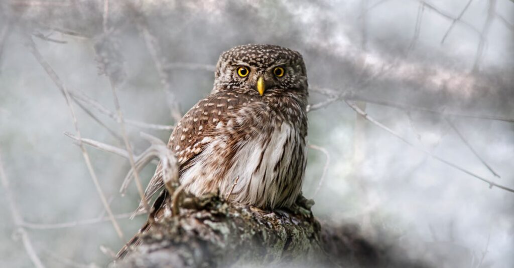 獣人の皇帝と令嬢が静かに寄り添う幻想的なシーン
