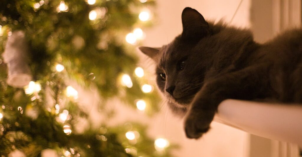 少し距離を取りながらも、ちゃんと気配を向けてくれている黒猫のやさしさ