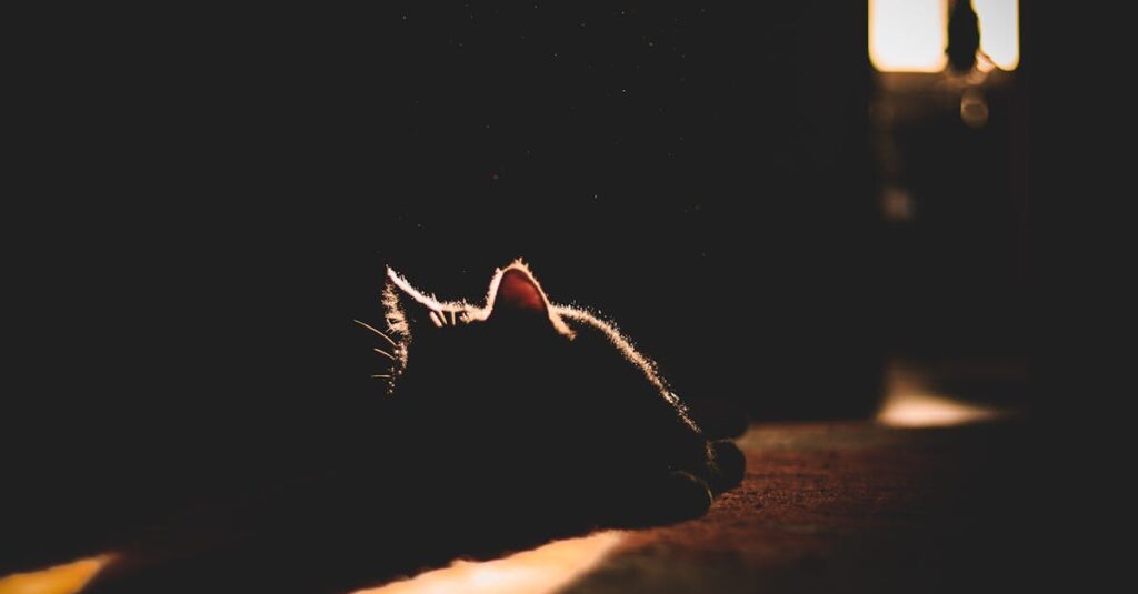 何も言えない夜でも、そばにいる存在によって少し息がしやすくなるような場面