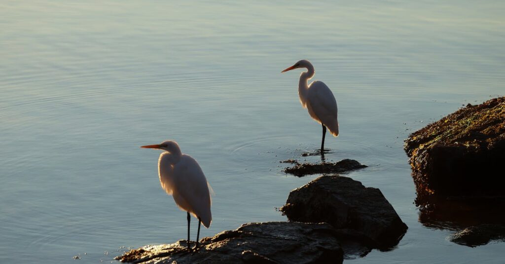 水の前に立つふたりのキャラクターの静かなシーン