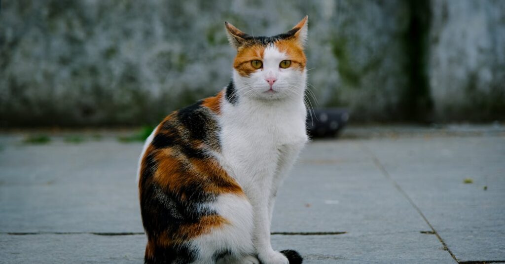 静かに寄り添う黒猫クロの姿