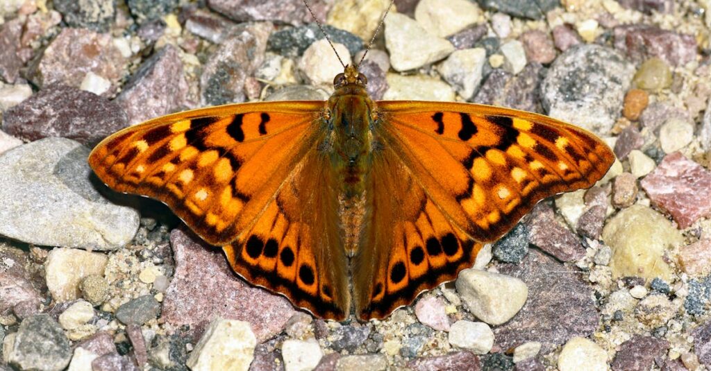 獣人の皇帝と人間の令嬢が静かに見つめ合う幻想的な世界観のビジュアル。