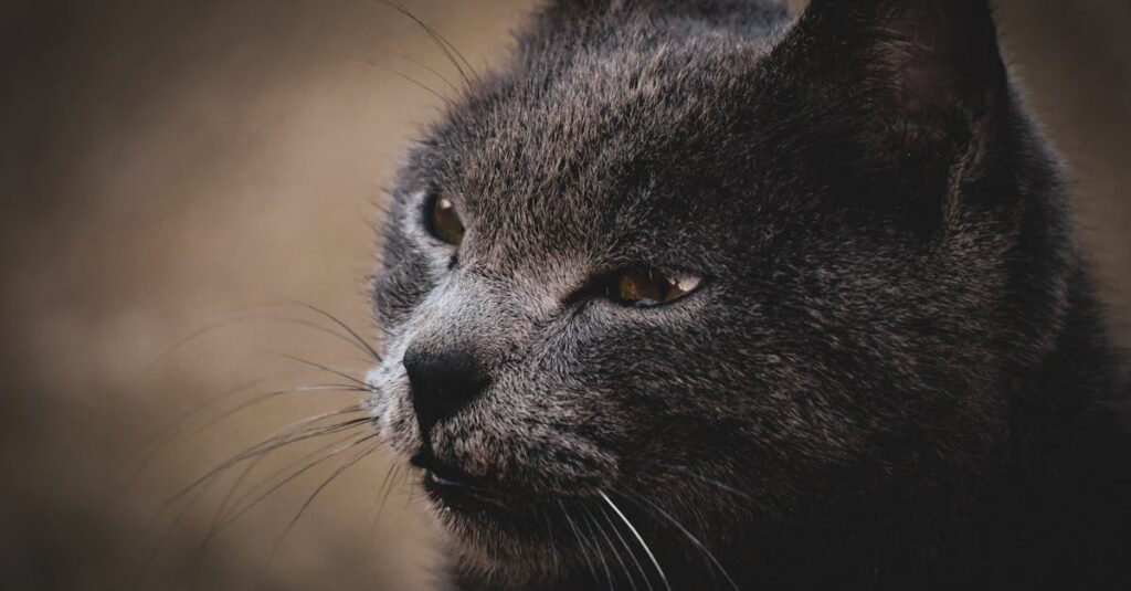 感情に静かに寄り添う猫と少女の共鳴