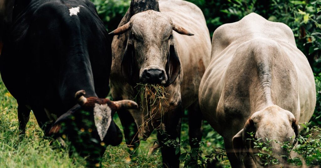 姉妹と元婚約者の運命が交差する様子を描いたイラスト。宿命に導かれる三角関係。