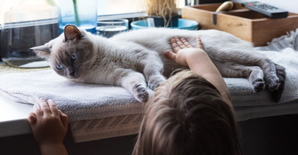 黒猫が静かに寄り添っているだけで、少し心がゆるむような場面