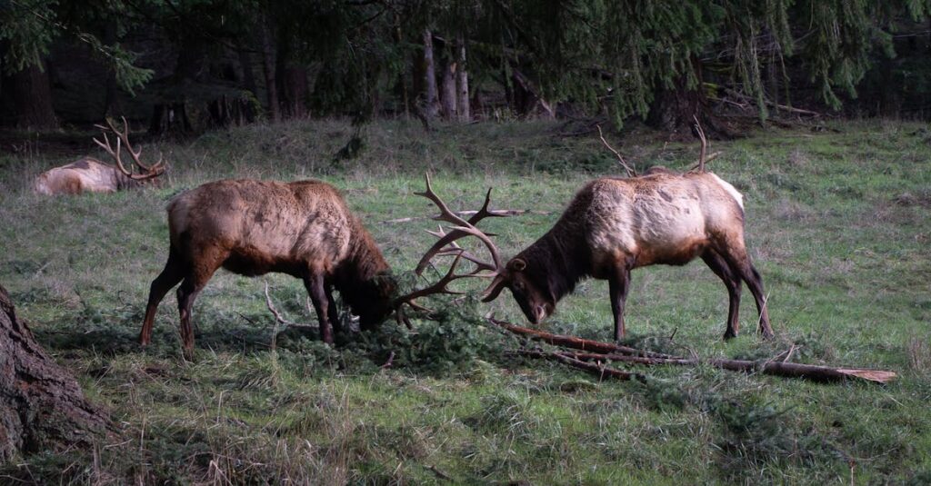 激闘を経て心が繋がるリョウとセーラ。言葉なき絆が生まれる静かなラストシーン。