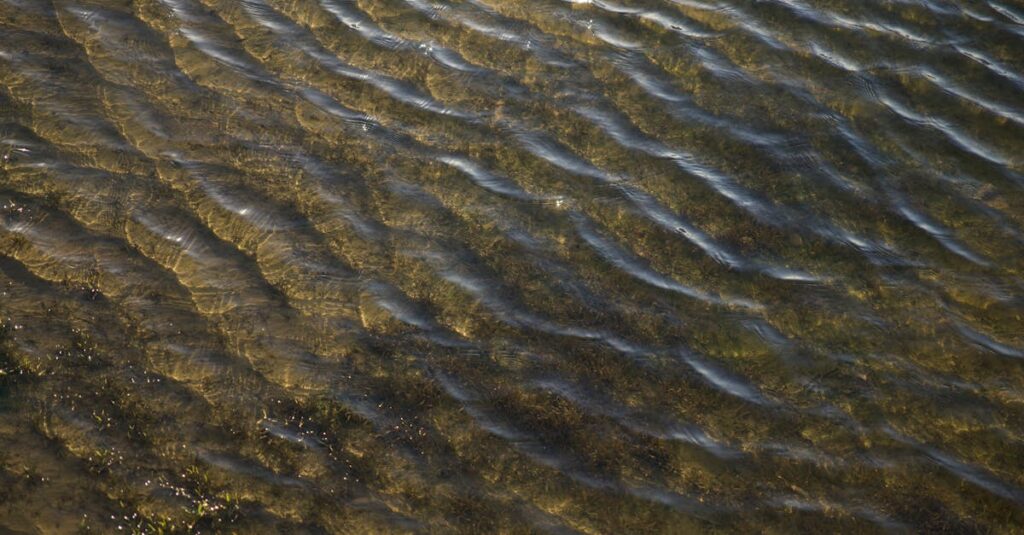 静かに揺れる水面と光の反射