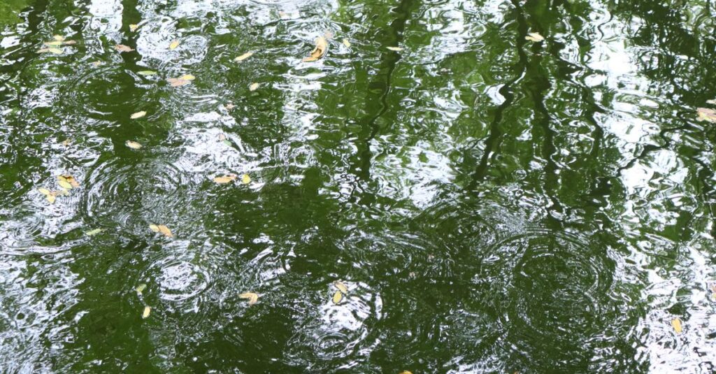 静かに揺れる水面と光の反射