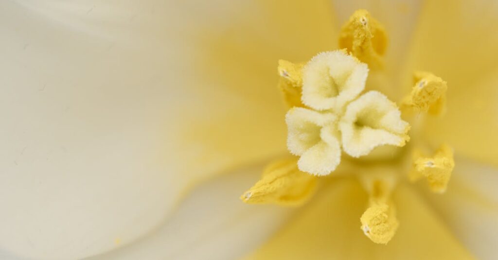 獣人の皇帝と人間の令嬢が静かに見つめ合う幻想的な世界観のビジュアル。