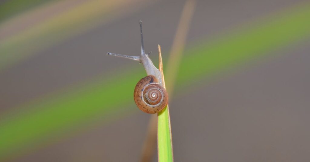 丁寧な所作と会話の間に宿る美しさが、梟と番様の魅力を際立たせる。