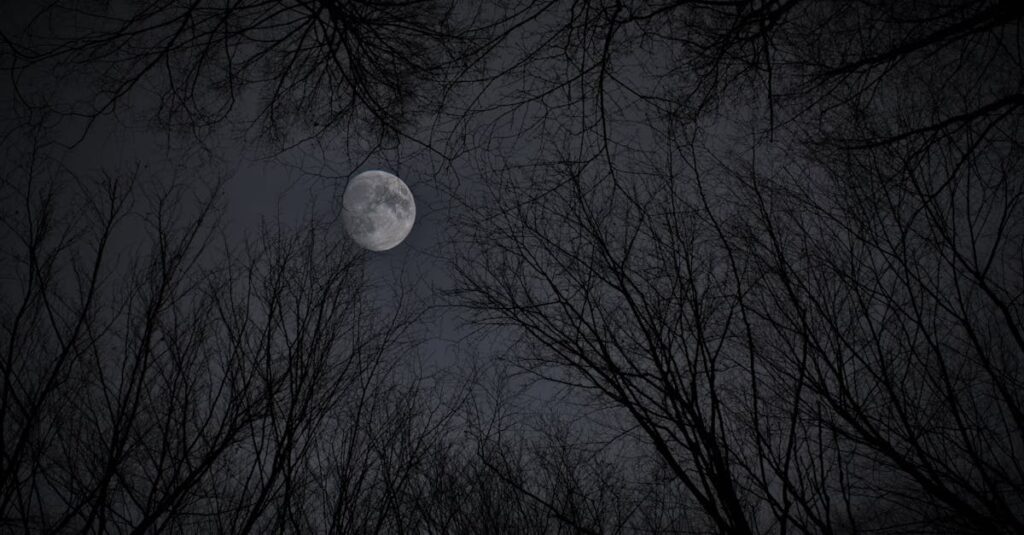 距離を保ちながら静かに共にいる獣人と令嬢の幻想的なシーン