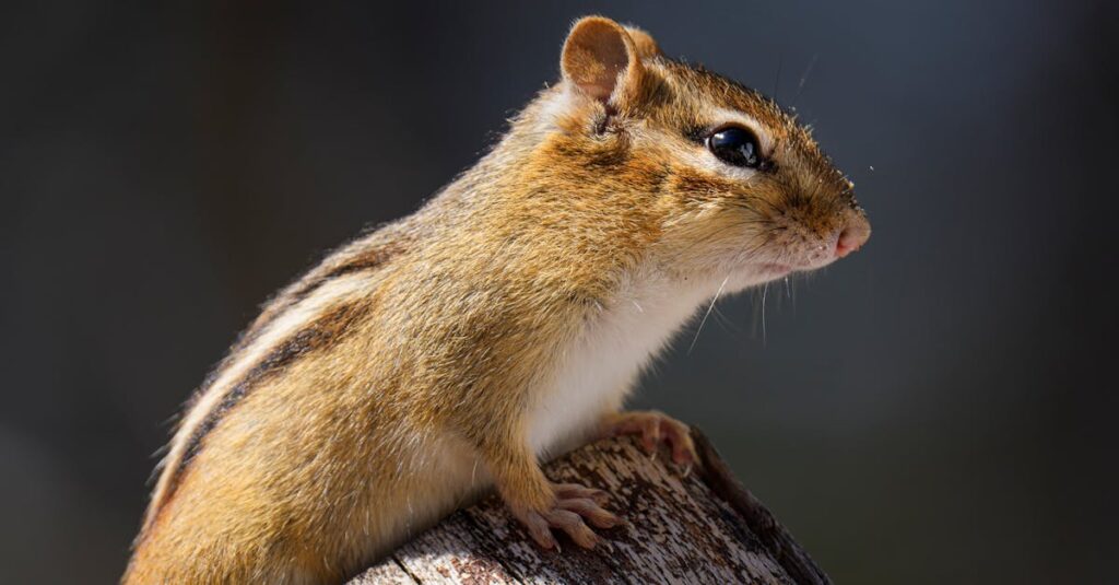 江戸のゆったりとした暮らしのリズムが、アニメ『梟と番様』で心に安らぎを与える。