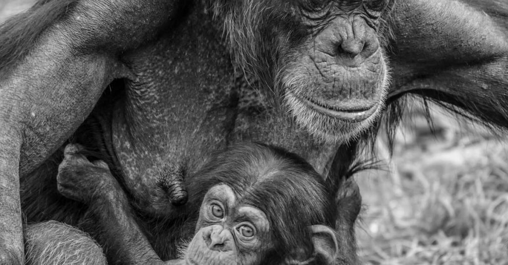 深いご縁で結ばれたキャラクターたちが互いに心を通わせ、温かな関係を築くアニメ風の感動シーン。