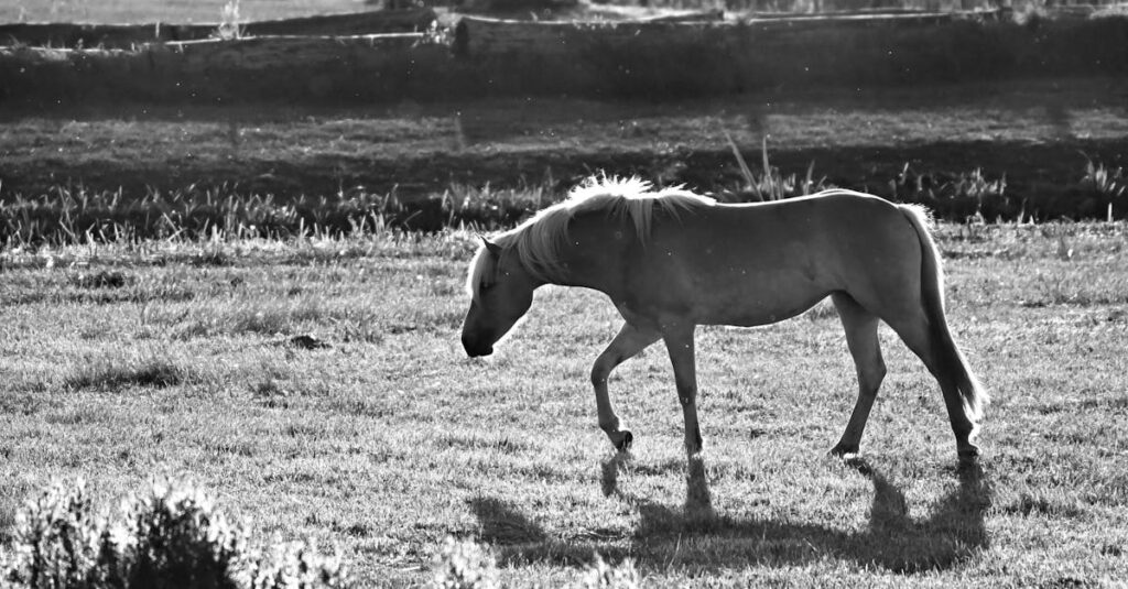 夕暮れの田舎道をゆっくり並んで歩くふたりのシルエット。急ぐことなく、ただ一緒にいる平和な時間。