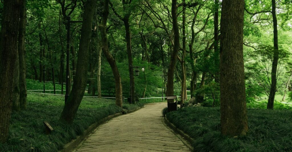 木漏れ日の中をゆく穏やかな道のイラスト