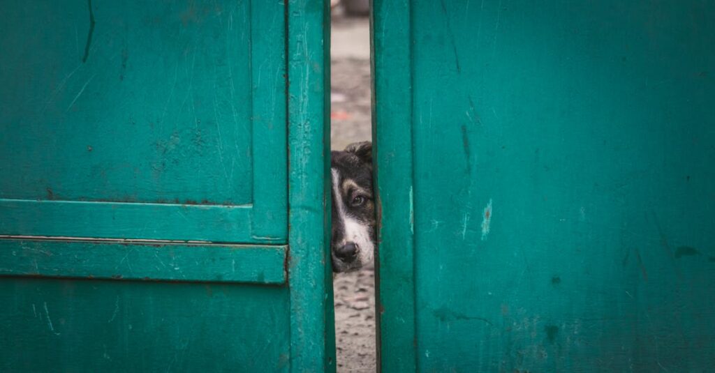 静かな庭の片隅にあるドアが異世界へとつながっている、不思議で幻想的な雰囲気のアニメシーン。