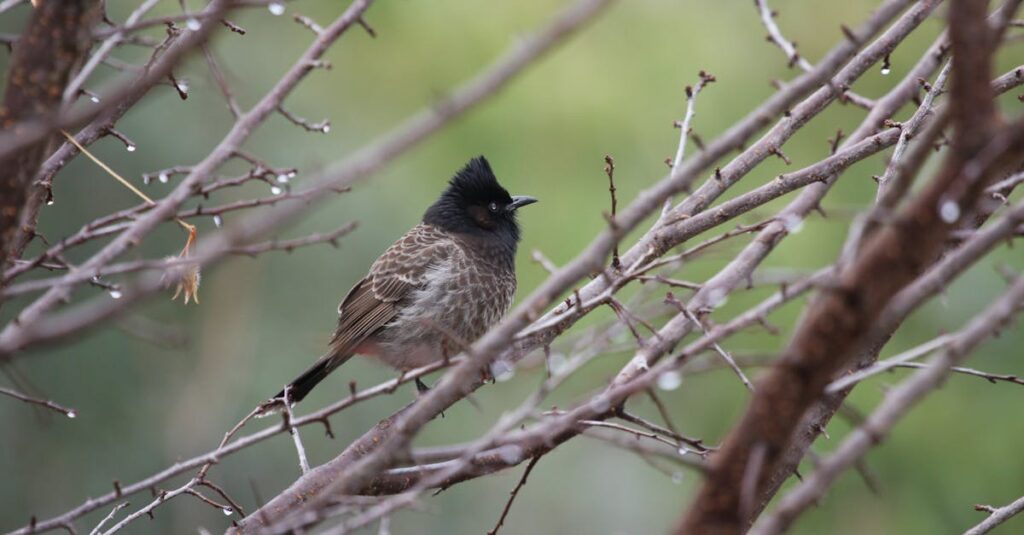 冷静で芯の強い性格を持つアニメの妹キャラが支え役として活躍する静かなシーン。