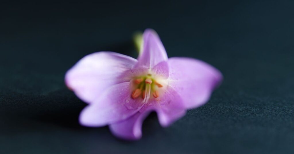 やわらかな光の中で静かに咲く一輪の花。弱さの中にある、凛とした美しさ。