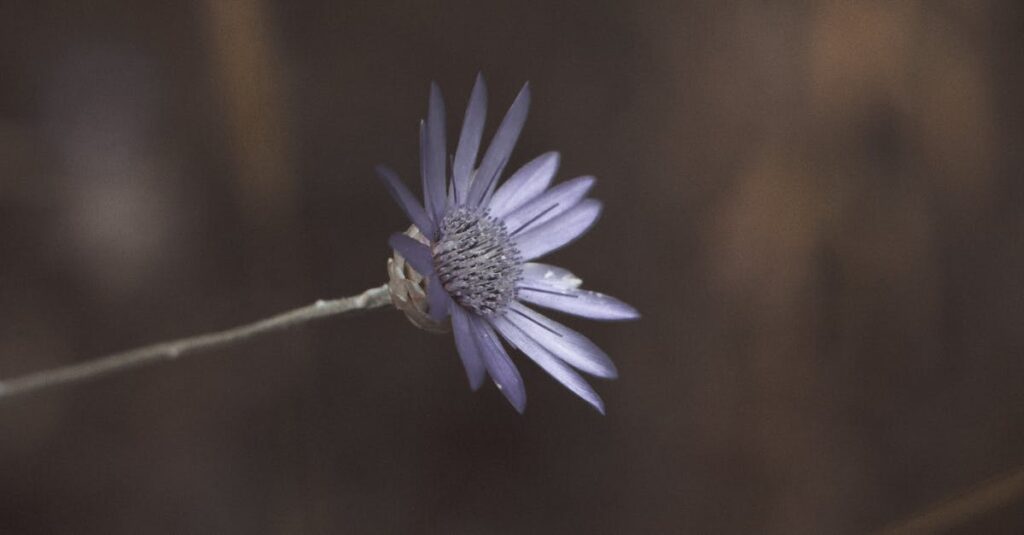やわらかな光の中で静かに咲く一輪の花。弱さの中にある、凛とした美しさ。