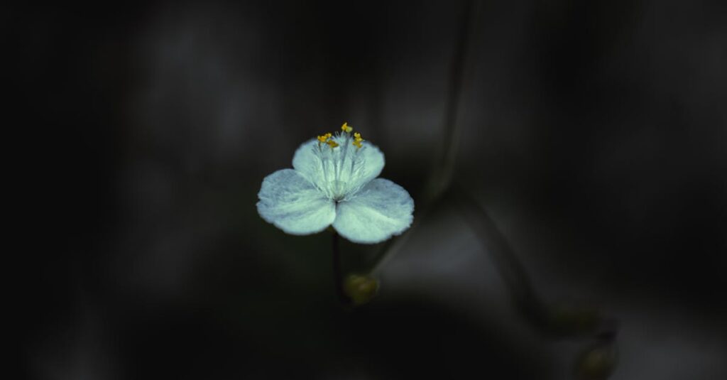 やわらかな光の中で静かに咲く一輪の花。弱さの中にある、凛とした美しさ。