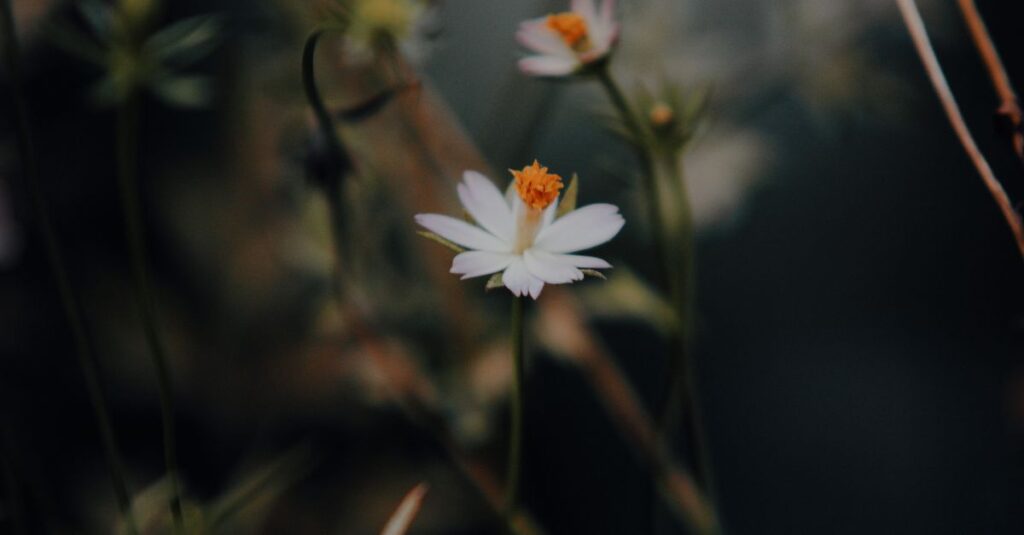 やわらかな光の中で静かに咲く一輪の花。弱さの中にある、凛とした美しさ。