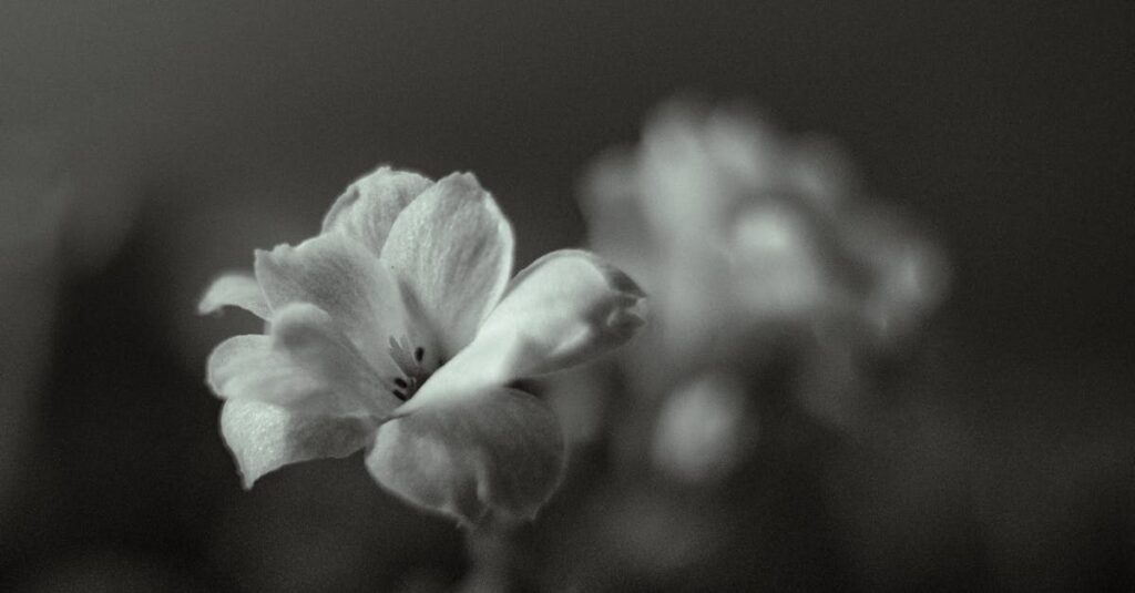 やわらかな光の中で静かに咲く一輪の花。弱さの中にある、凛とした美しさ。