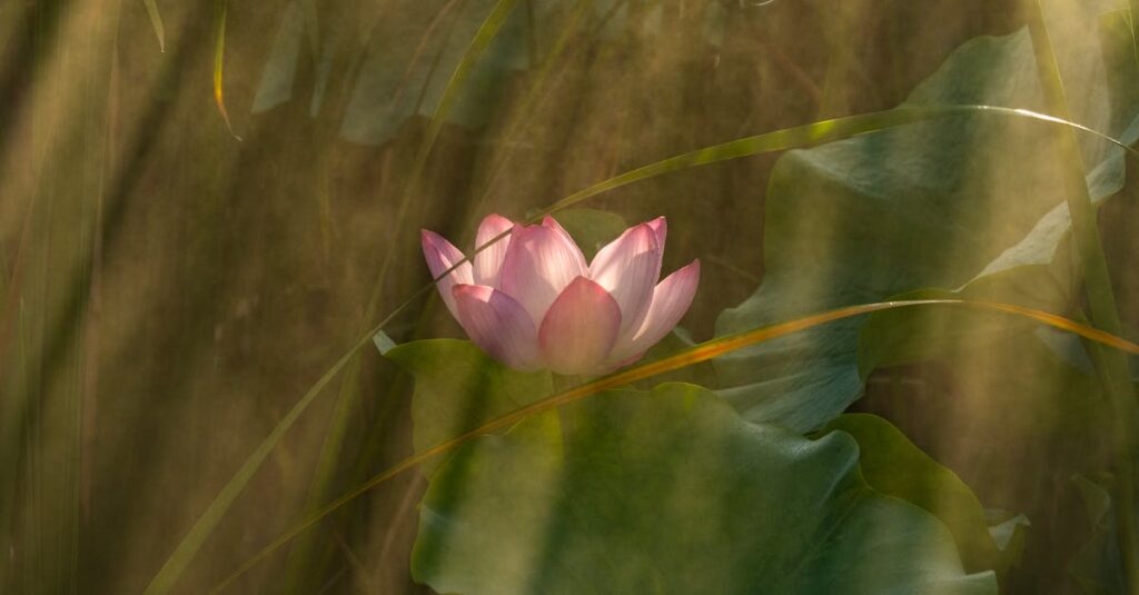 心が花開くような癒しと成長のアニメキャラクター