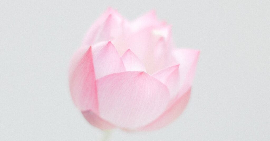 やわらかな光の中で静かに咲く一輪の花。弱さの中にある、凛とした美しさ。