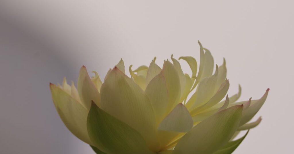 やわらかな光の中で静かに咲く一輪の花。弱さの中にある、凛とした美しさ。