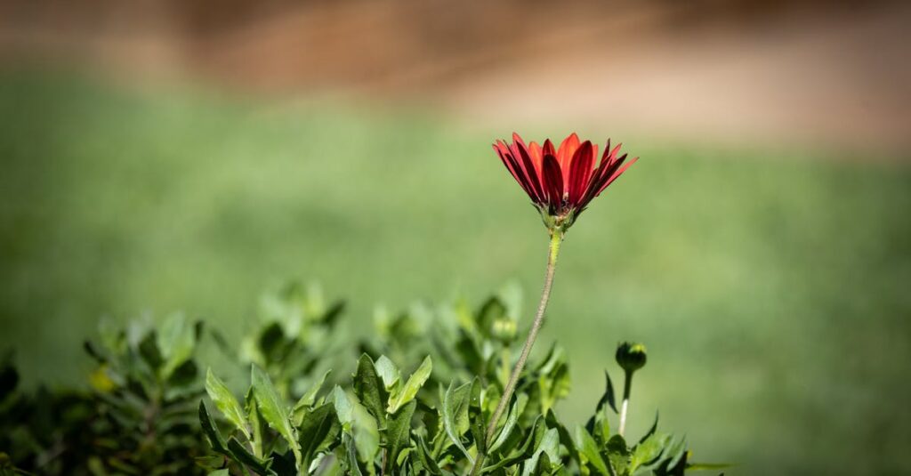 やわらかな光の中で静かに咲く花。違いを抱えながらも、凛と咲くことの美しさ。