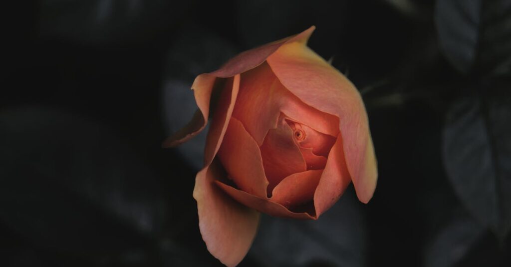 やわらかな光の中で静かに咲く花。違いを抱えながらも、凛と咲くことの美しさ。