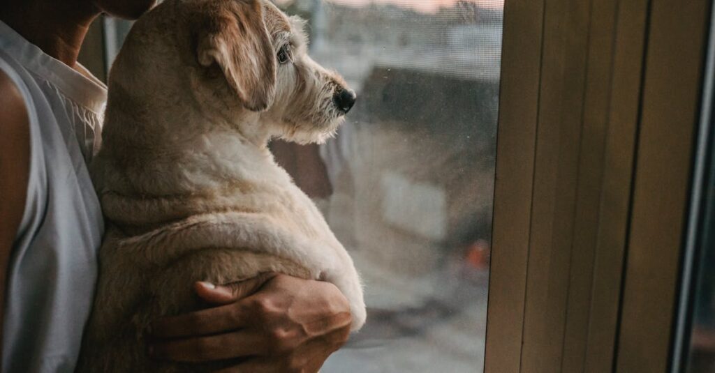 窓の外をそっと見つめながら恋心を抱える女性