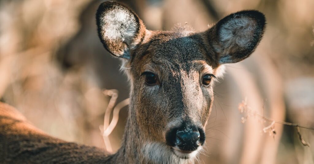 森の中で穏やかに共存する動物たち。それぞれの個性が、人との関わり方に表れている。