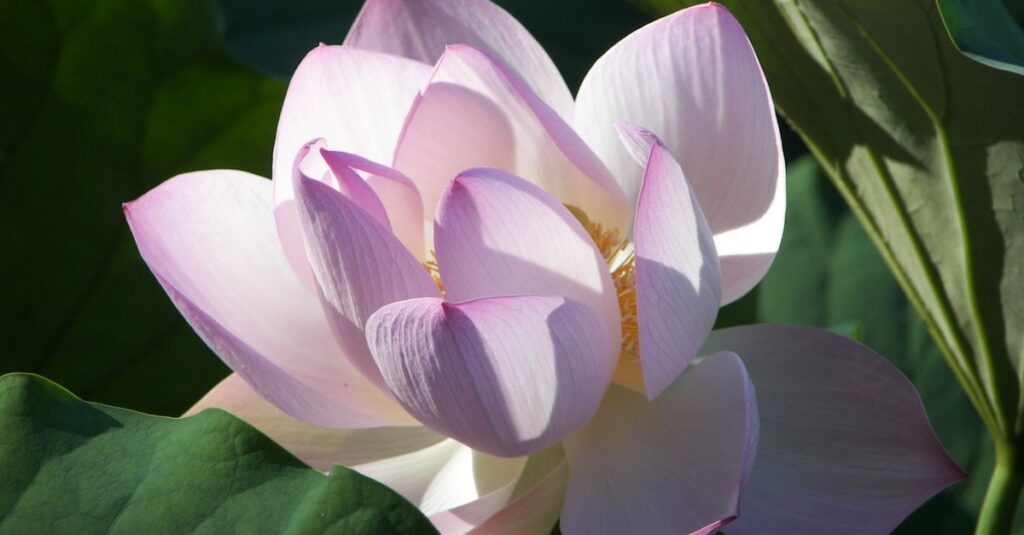 自分を癒すことで愛が花開く、やわらかな朝のイメージ
