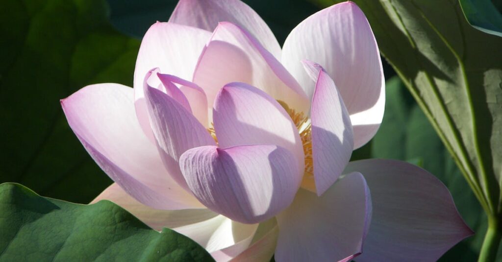自分を癒すことで愛が花開く、やわらかな朝のイメージ