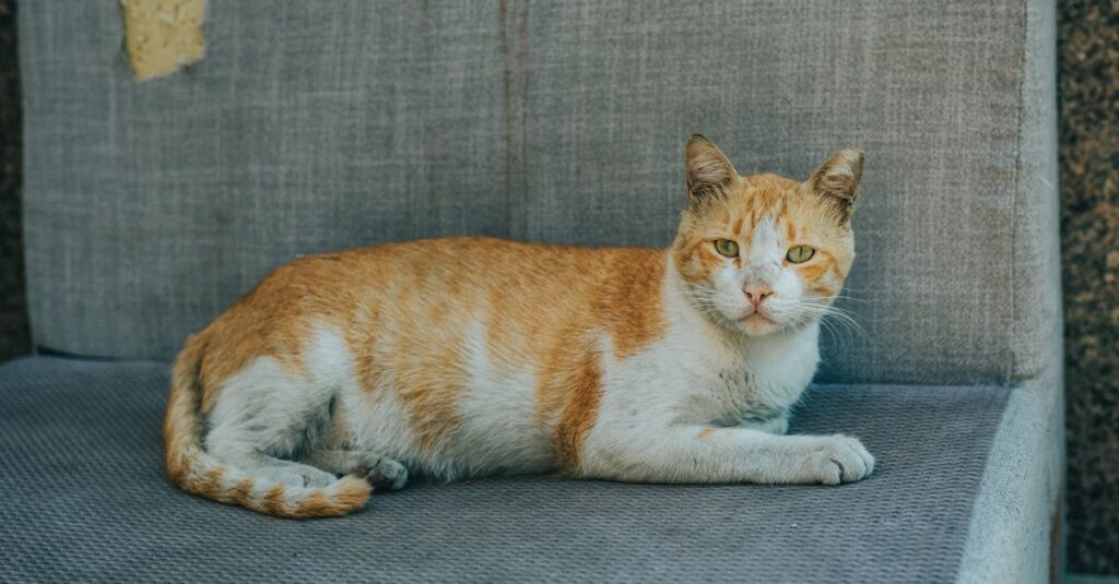 『夢中さ君に』の世界観が癒しとして響く理由を表すイメージ