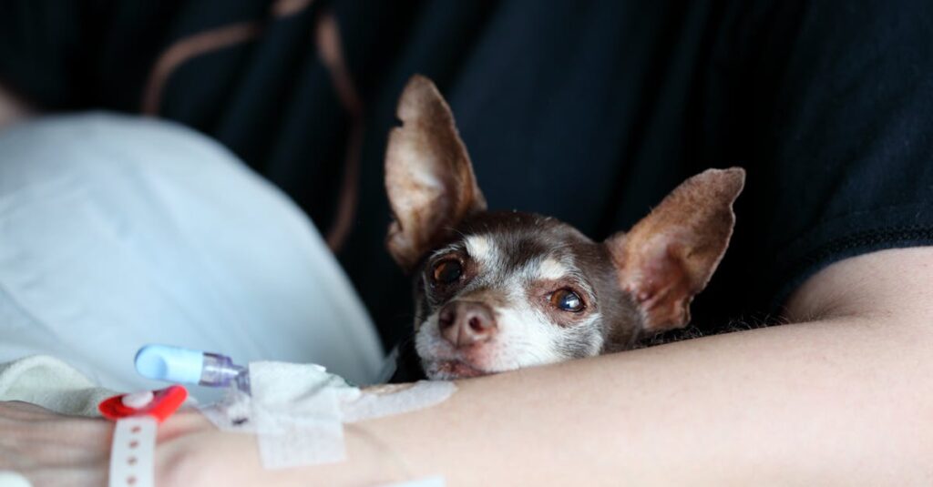 ネオ・ヴェネツィアの静かな風景と穏やかな日常が描かれた癒し系アニメのワンシーン