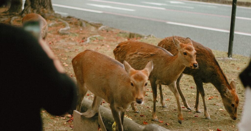 静かな日本のアニメや映画が心を癒し、自己対話を促す情景