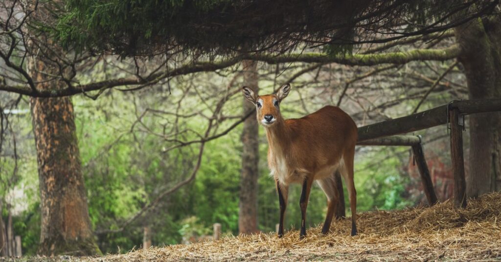 森の中で穏やかに共存する動物たち。それぞれの個性が、人との関わり方に表れている。