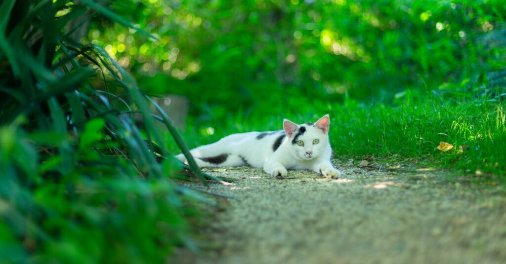 静かな日本のアニメや映画が心を癒し、自己対話を促す情景