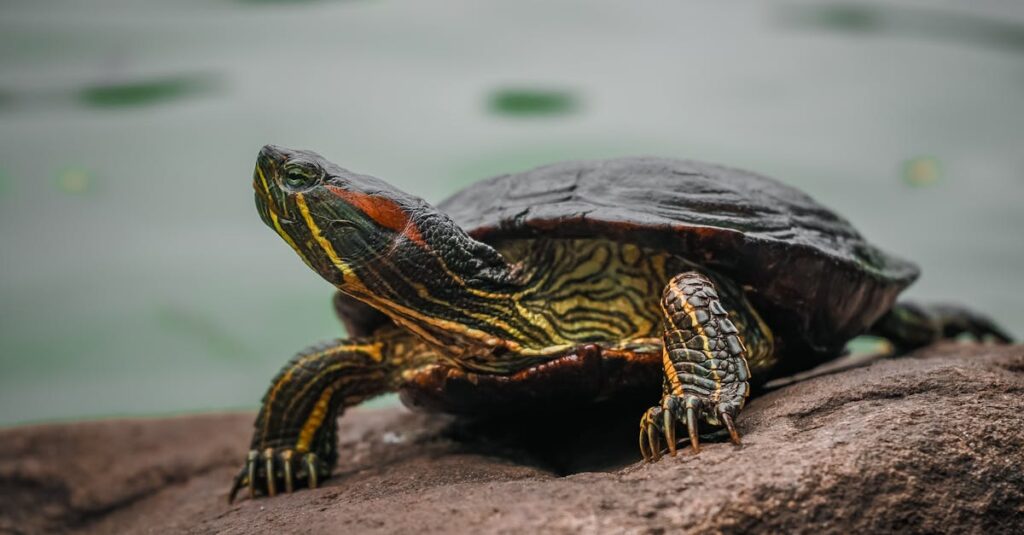 静けさの中で心を整える日本のアニメ映像のシーン