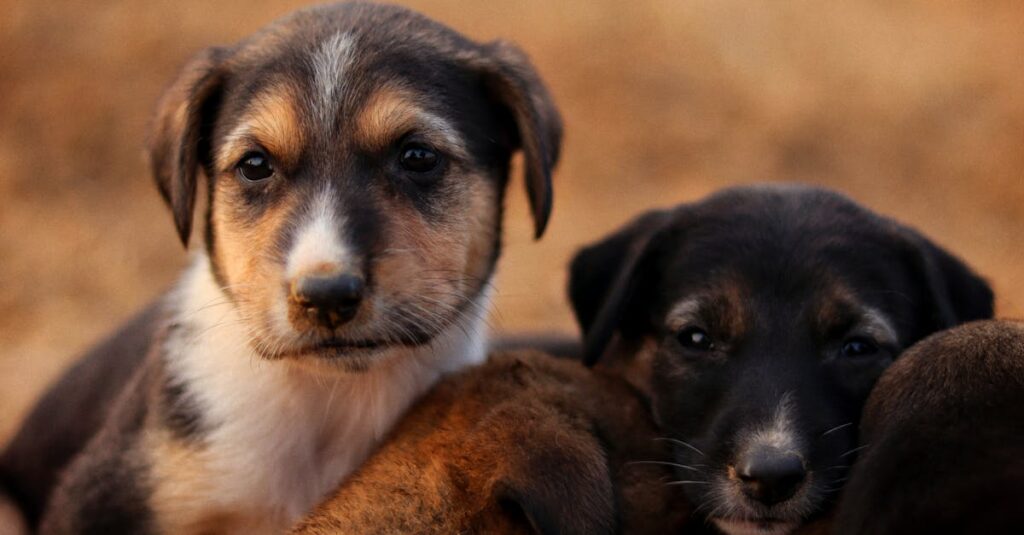 アニメのキャラクター間における三角関係や相性を図解したビジュアル