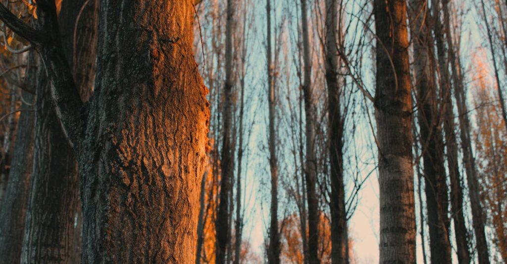 影山飛雄が王様と呼ばれた過去を乗り越え、仲間と信頼を築く姿を描いたビジュアル